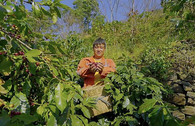 半岛·综合体育(中国)官方网站顶流瑞幸让云南咖啡走向世界(图7)
