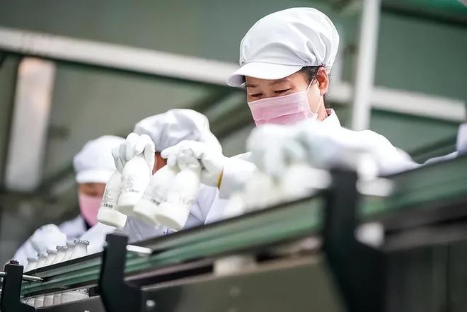 半岛·综合体育入口猪明明也可以产奶为何没人喝猪奶？猪奶到底什么味道？(图9)