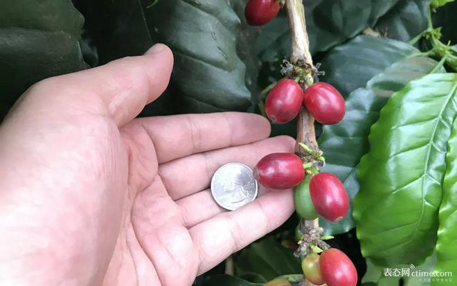半岛·综合体育6200元一杯还抢不到的咖啡？背后的网红咖啡豆究竟什么来头？(图6)