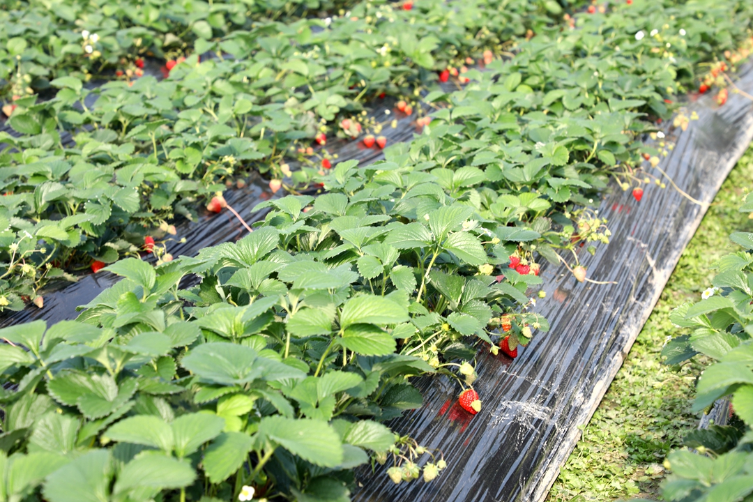 半岛·综合体育新田：草莓甜蜜上市 尝鲜正当时(图2)