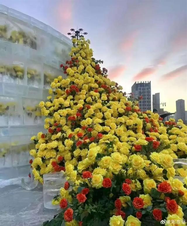 半岛·综合体育热闻哈尔滨冰封黄玫瑰美上热搜刘亦菲也想去！当地文旅回应网友：尔滨你(图1)