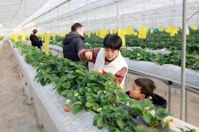半岛·综合体育入口最高下跌超50%！东阳人这个水果要“自由”了(图3)