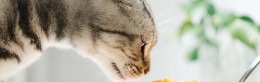 半岛·综合体育(中国)官方网站猫咪可以吃奶油吗？猫咪可以吃奶油吗(图1)