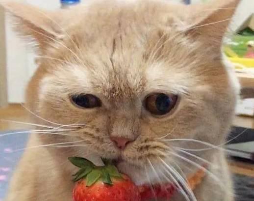 半岛·综合体育(中国)官方网站猫咪可以吃奶油吗？猫咪可以吃奶油吗(图2)