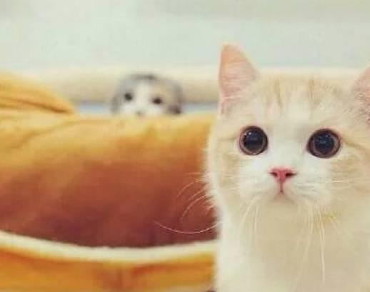 半岛·综合体育(中国)官方网站猫咪可以吃奶油吗？猫咪可以吃奶油吗(图3)