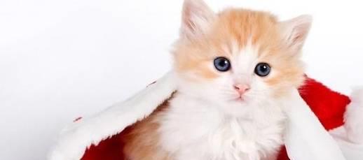半岛·综合体育(中国)官方网站猫咪可以吃奶油吗？猫咪可以吃奶油吗(图4)